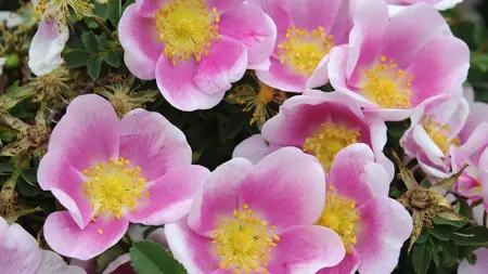 Foto av Grönt kulturarv®s spinosissima-rosen 'Hällestorp'. Fotot visar flera enkelblommande blommor med mörkt rosa mitt som övergår i ljust rosa för att sedan avsluta med vita kanter. I mitten syns även gula ståndare och pistiller. Imellan de utslagna blommorna finns överblommade exemplar samt gröna naggade små blad.