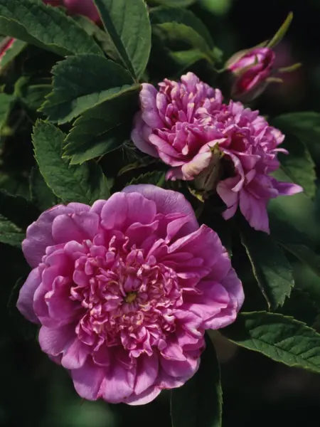 Foto av Grönt kulturarv®s foecundissima-rosen 'Lövhult'. Fotot visar en stor fylld rosa blomma med små blomblad i mitten som längre ut blir allt större. I mitten ses gula pistiller som en gul knapp. Runt om finns gröna långsmala blad.