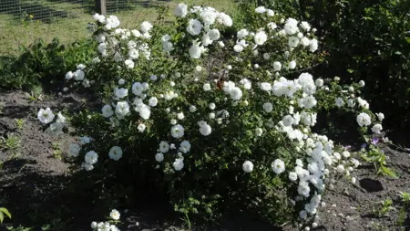 Foto av Grönt kulturarv®s spinosissima-rosen 'Dala-Floda'. Fotot visar en mindre rosenbuske med grenar överösta med dubbla vita blommor. I bakgrunden syns ett staket av nät och runt omkring är öppen jord.