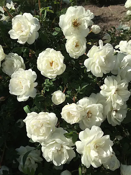 Foto av Grönt kulturarv®s spinosissima-rosen 'Dala-Floda'. Fotot visar en närbild av flera dubbla vita blommor. Mellan blommorna syns det gröna bladverket.