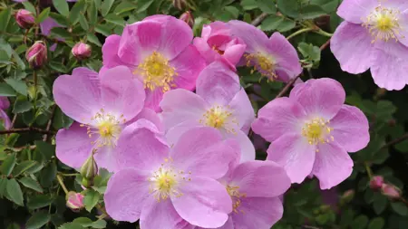 Foto av Grönt kulturarv®s spinosissima-rosen 'Professor Fagerlind'. I bild syns flera enkelblommande rosa blommor, med gula ståndare och pistiller. Ibakgrunden syns flera blomknoppar och mörkgrönt bladverk.