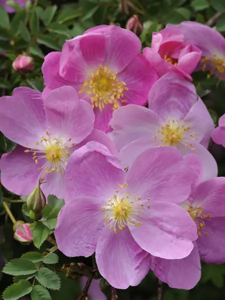 Foto av Grönt kulturarv®s spinosissima-rosen 'Professor Fagerlind'. I bild syns flera enkelblommande rosa blommor, med gula ståndare och pistiller. Ibakgrunden syns flera blomknoppar och mörkgrönt bladverk.