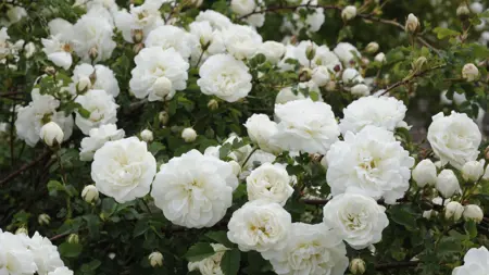 Foto av Grönt kulturarv®s spinosissima-rosen 'Valdemarsvik'. I bild syns mängder av fyllda vita blommor, blandat med blomknoppar och mörkgrönt bladverk.