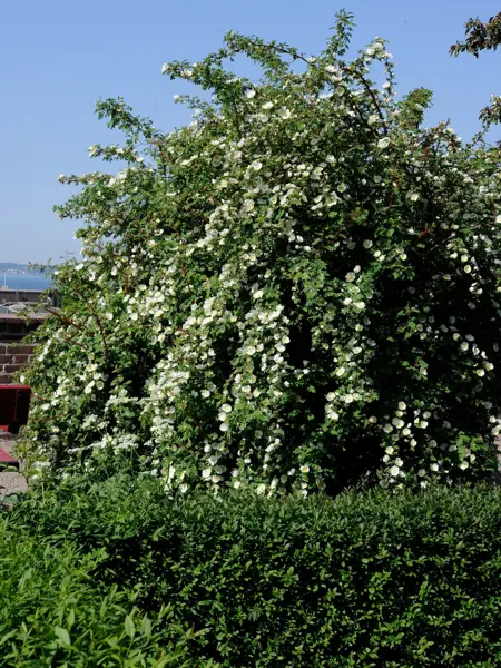 Foto av Grönt kulturarv®s taggtrådsrosen 'Kärnan'. I bild syns en storväxt rosenbuske med långa gröna bladfyllda skott. Det kryllar av vita enkelblommande blommor. I framkant syns en buxbomhäck och i bakgrunden anas en byggnad, samt blå himmel.