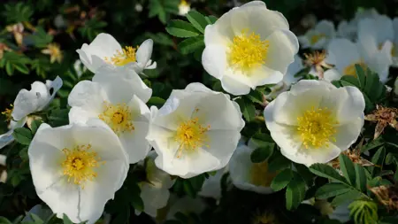 Närbild av Grönt kulturarv®s taggtrådsrosen 'Kärnan'. I bild syns flera enkelblommande vita blommor med djupt gula ståndare och pistiller. I bakgrunden syns det gröna bladverket, samt fler vita blommor.