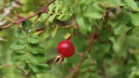 Närbild av Grönt kulturarv®s taggtrådsrosen 'Kärnan'. I bild syns ett rött nypon tillsammans med gröna blad och bruna taggiga kvistar.