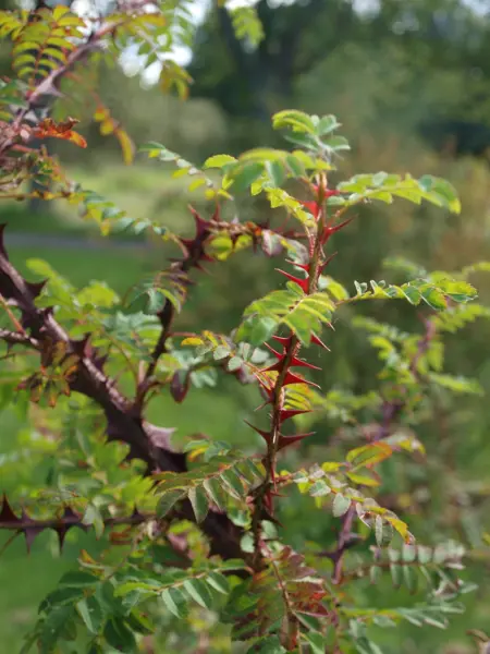 Närbild av Grönt kulturarv®s taggtrådsros 'Kärnan's röda taggar. I bild syns grenar med gröna små blad och mängder av små knallröda taggar.