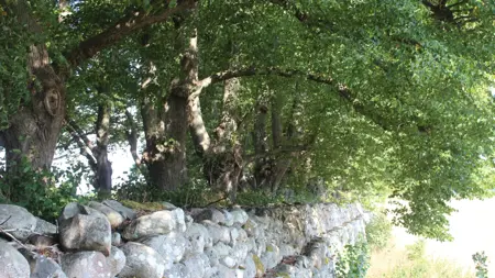 Foto av Grönt kulturarv®s parklinden 'Övedskloster'. Fotot visar en trädrad av parklindar med en stengärdesgård framför. Trädraden och gärdesgården sträcker sig från vänster nedre hörn av fotot och bortåt. Lindarna är flerstammiga och de fullt grönskande grenarna sträcker sig lång över gärdesgården som ett valv. Intill stammarna syns rotskott med blad som sticker upp och nedanför stengärdesgården syns ett starkt solbelyst fält.