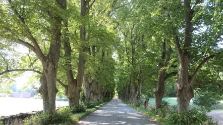 Foto av Grönt kulturarv®s parklinden 'Övedskloster'. Fotot visar en asfalterad väg genom en långt sträckande allé med parklindar på vardera sida. Lindarna är flerstammiga och i full grönska. Högt gräs syns mellan träden och längs stammarna syns buskar av rotskott. Till vänster går en stengärdesgård med en åker på andra sidan i fjärran syns två ladugårdstak. På höger sida om allén syns även där ett grönt fält och öppen jord på en åker.