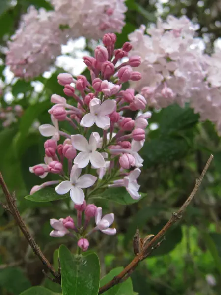 Närbild av Grönt kulturarv®s-syrenen Emilie Piper. I bild syns en spetsig rosa blomklase som är påväg att slå ut. I bakgrunden syns fler rosa blommor samt grönt bladverk.