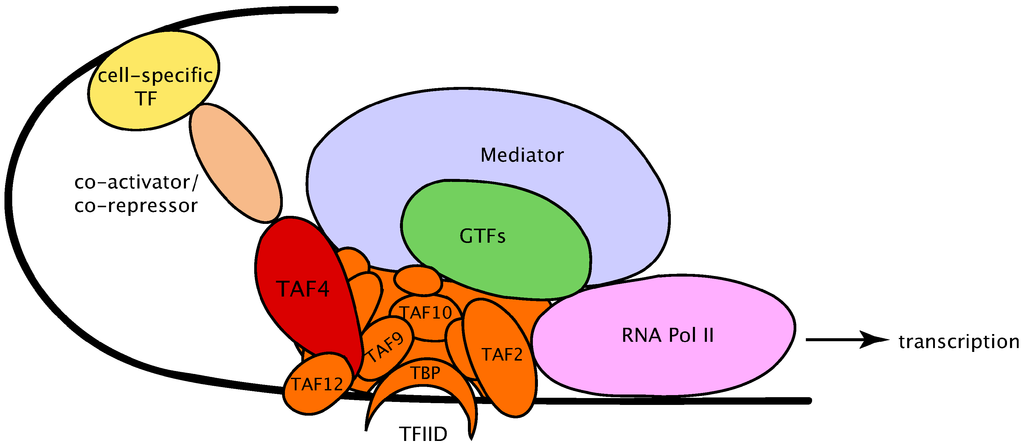 Mediatorn reglerar RNA polymeras II