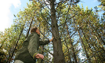 Skogsägare synar contorta. Foto Björn Svensson, Skogenbild