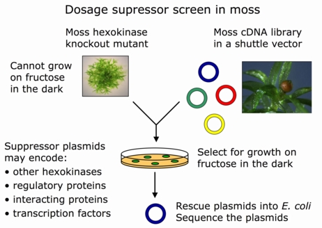 Gene dosage suppression in moss