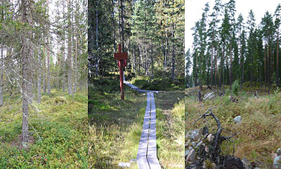 Exempel på skogar som ingick i preferensstudien
