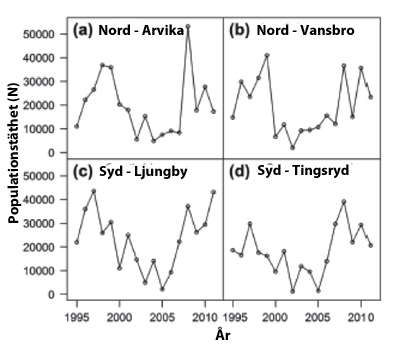 variation i populationstäthet av granbarkborre