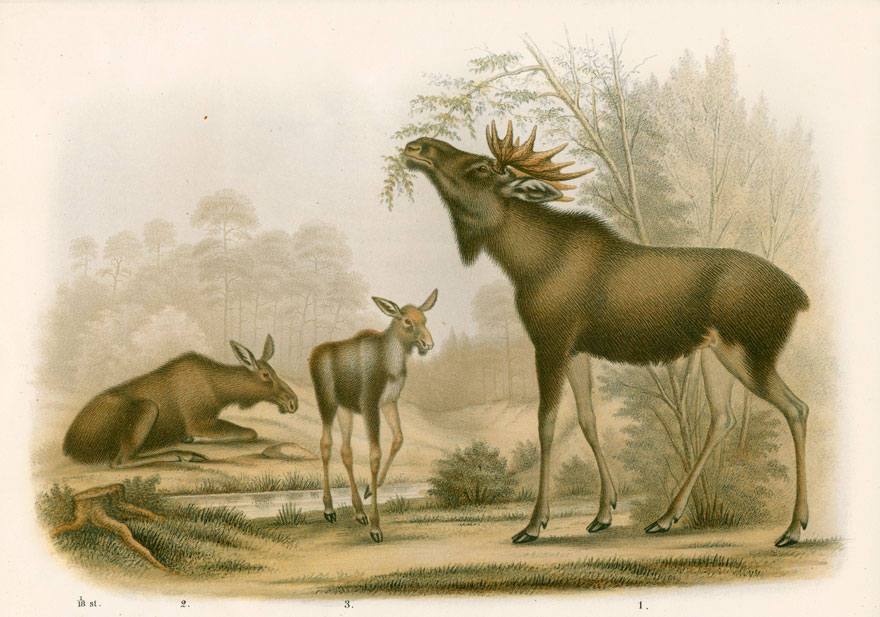 Illustration av älgtjur, ko och kalv.