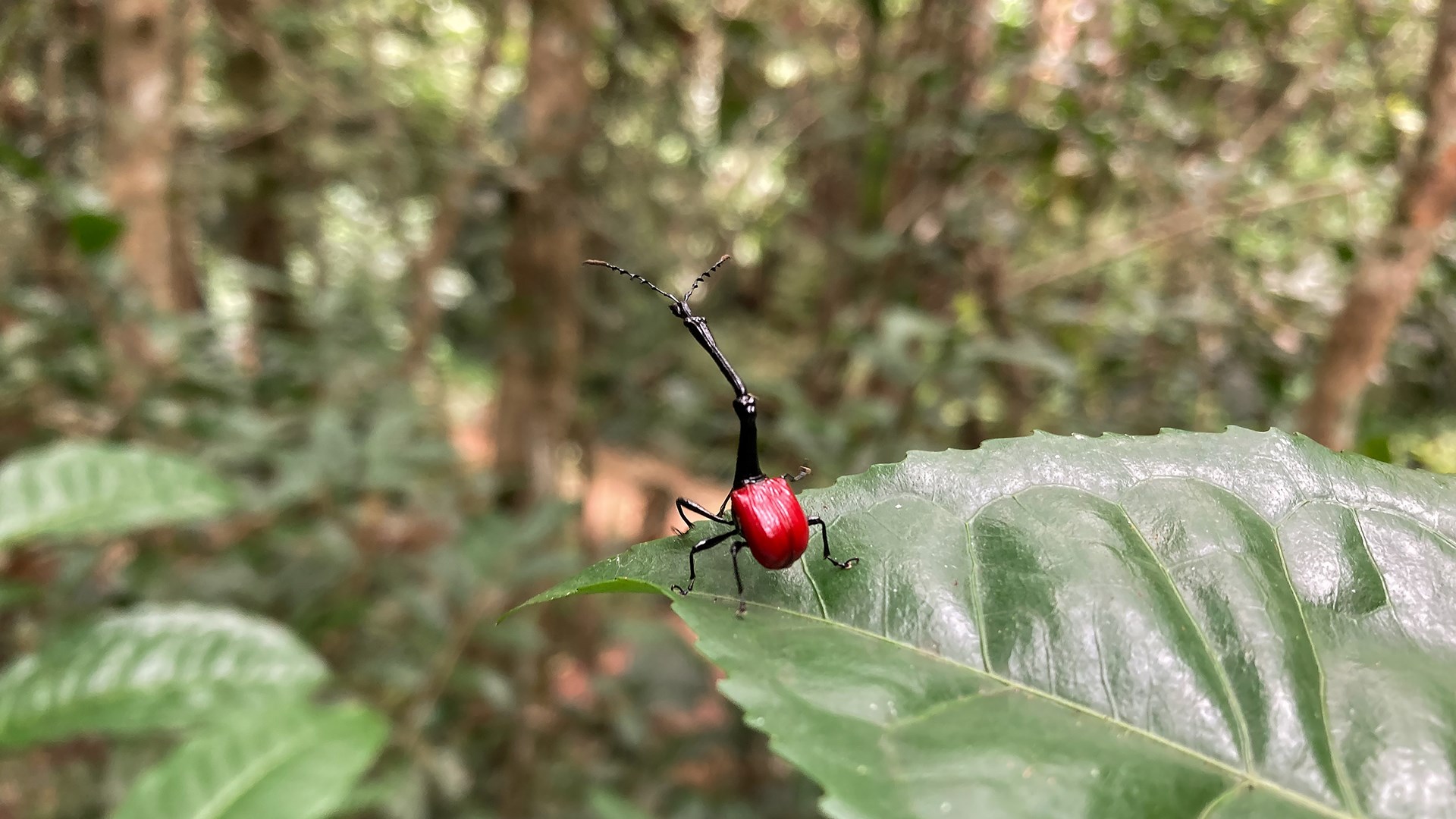 Picture of a red and black beetle sitting on a green leaf. The beetle has a long black head with antennas on it. 