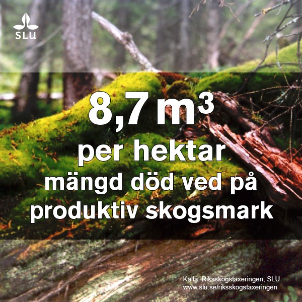 8,3 kubikmeter död ved per hektar produktiv skogsmark. Bild Neil Cory, SLU Riksskogstaxeringen