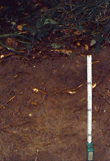 En jordprofil med måttband bredvid, foto.