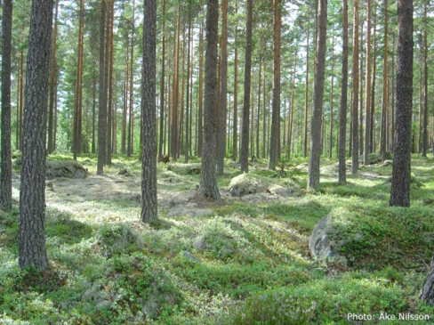 Tallskog med låg undervegetation, foto.