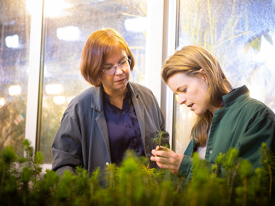 Malin Elfstrand med doktorand tittar på granplantor i växthuset.