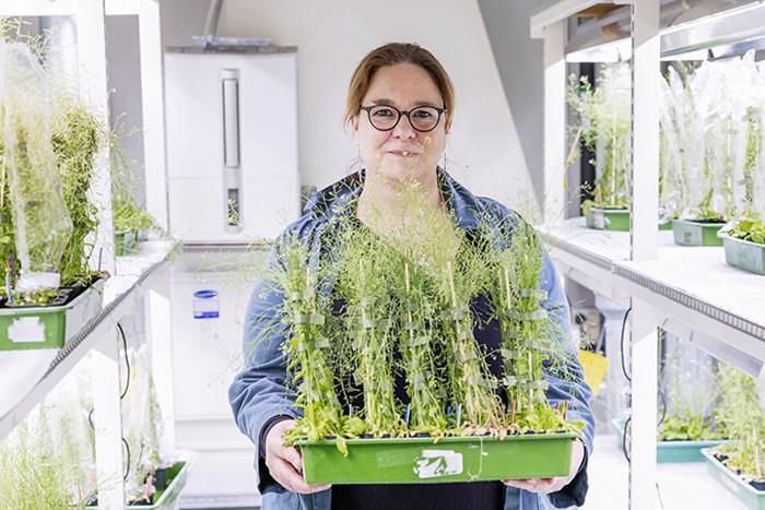 Stéphanie Robert in the growth chamber holding a tray with Arabidopsis plants.
