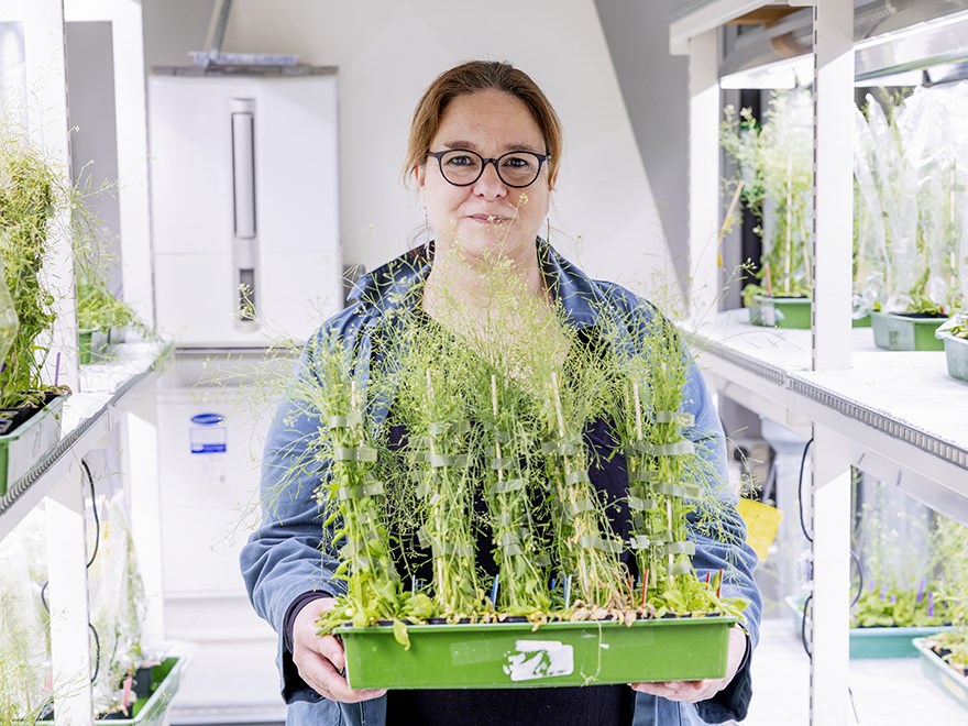 Stéphanie Robert i en odlingskammare med Arabidopsis-plantor.