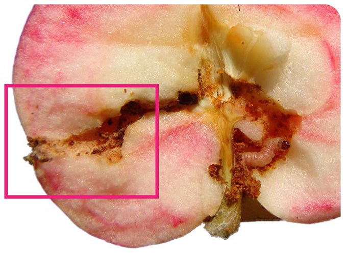 Äpple med skador i form av insektsgångar. En larv syns i en av gångarna. Foto.