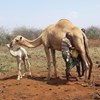 Man milking camel