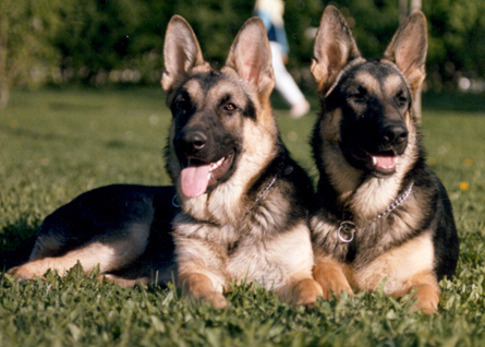 Två schäferhundar. Foto.