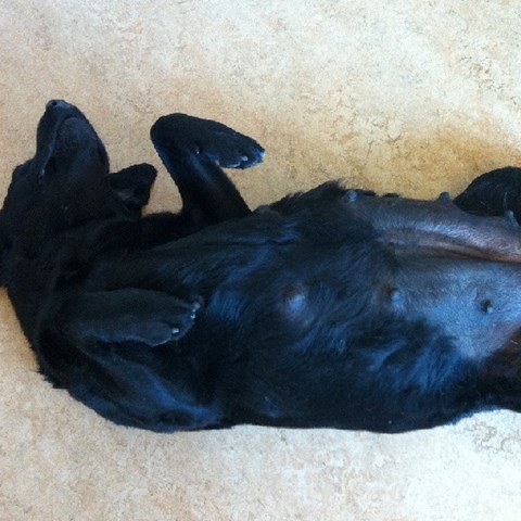 Black dog lying on back. Photo.