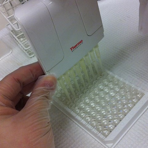 Holder with pipette tips. Photo