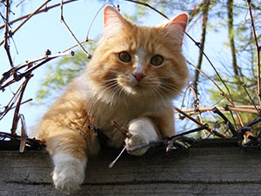 Cat outdoors, photo.