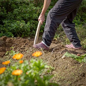 En person gräver i en trädgård. Foto.