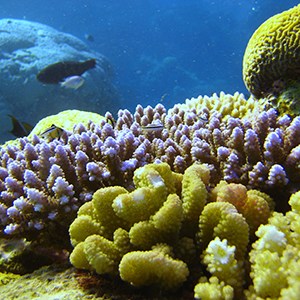 Färgglada koraller med små svart-vita fiskar. Foto. 