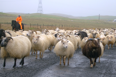 Sheep herding on Iceland. Photo: Helga Ögmundardóttir