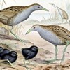 Grå och brunspräckliga fåglar på marken,  mellan dem ett antal helsvarta fågelungar. Illustration.