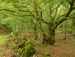 Skog med mycket gamla lövträd och en gammal förfallen stenmur. Foto.