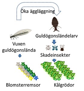 En illustration av systemet där blommande växter i närheten av kålodlingar förmodas gynna guldögonsländor som biologiska bekämpningsorganismer av skadeinsekter.