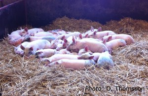 Piglets in straw bedding