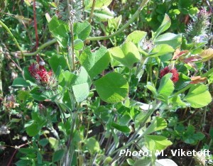 Blodklöver (Trifolium incarnatum), en möjlig art att använda i blomsterremsor.