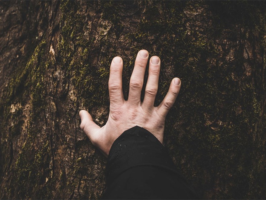 En hand på en trädstam. Foto.