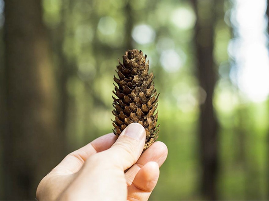 A hand holds a cone against a forest. Photo.