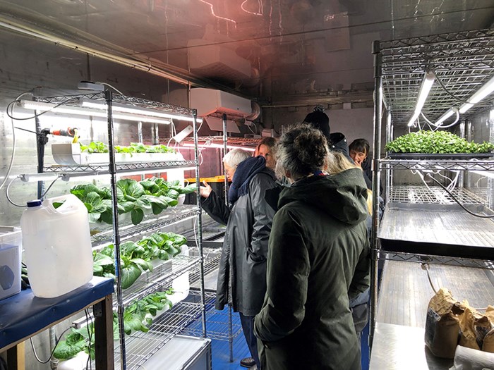 A group of people watching cultivation under plant lighting.