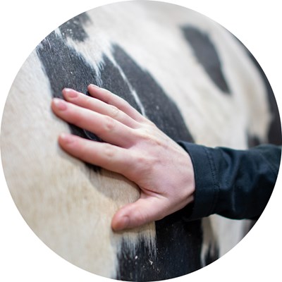 A hand is petting a white and black cow. Photo.