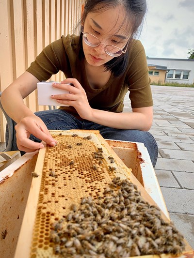Person working with beehive.