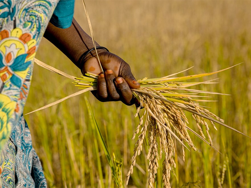 En hand håller i en risplanta över ett fält. Foto.