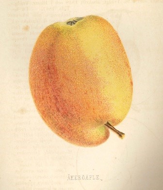 Teckning av äpplet 'Åkerö' ur Olof Eneroths Handbok i svensk pomologi, del 2.