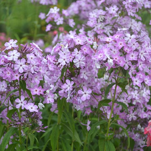 The garden flox 'Alma Jansson'. The photo shows the garden flox variety in bloom. It has quite small, purple flowers with a white eye in the middle. Colour photo.