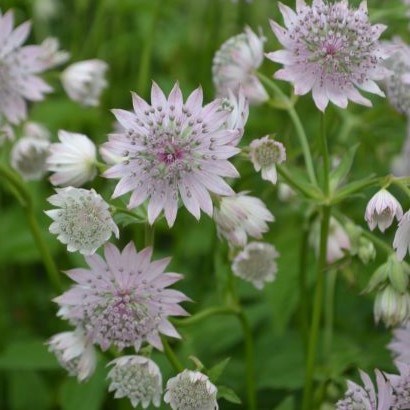 Close-up of the flower of the Astrantia major cultivar 'Lilla Mickelgårds'.